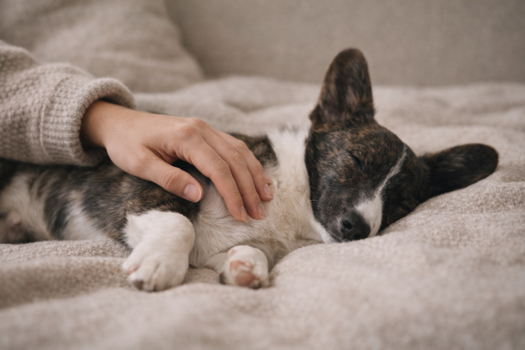 Gentle touch helping a dog relax and feel emotionally safe in a calm home environment