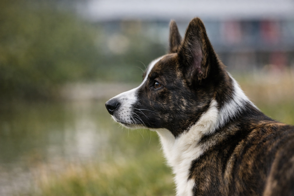 Close-up profile of a dog outdoors, partially visible, emphasizing observation and subtle body language cues.
