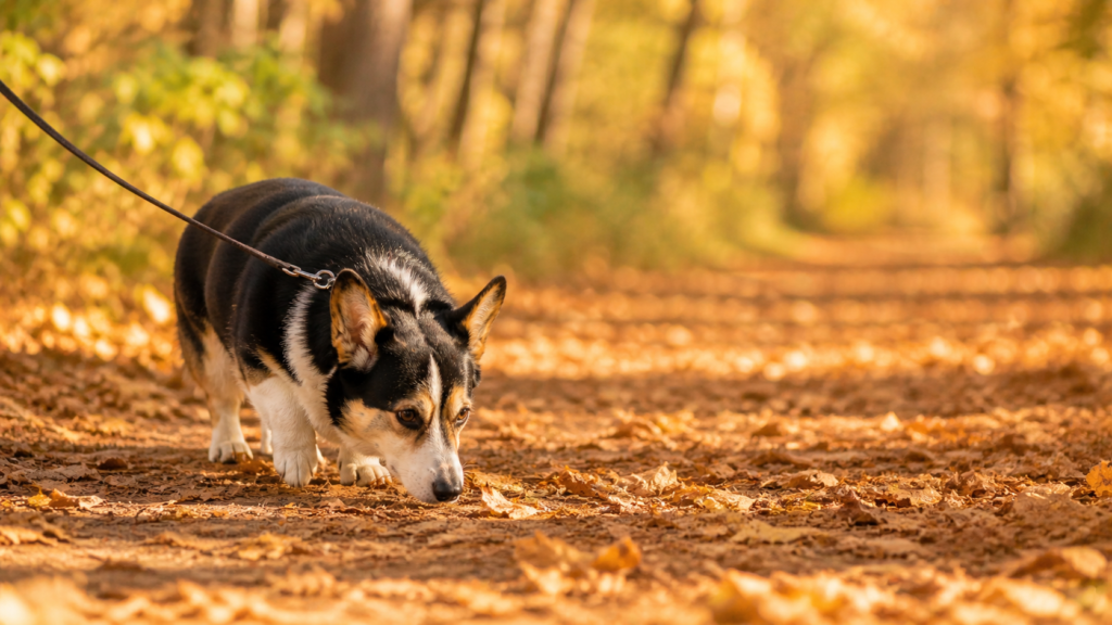 Senior Corgi walking slowly on autumn leaf path — gentle exercise for older dogs